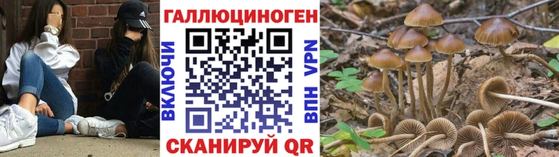 Галлюциногенные грибы Cubensis  Вихоревка 